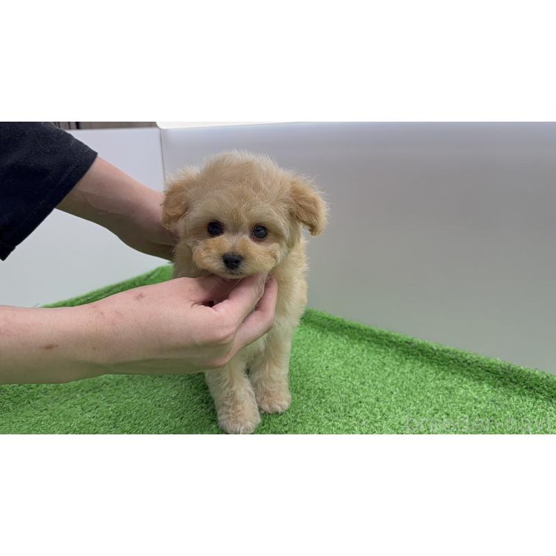 販売中の新潟県のタイニープードル-441293の10枚目