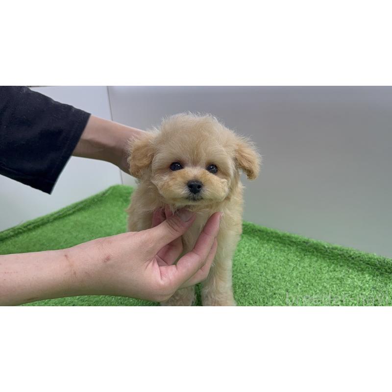 販売中の新潟県のタイニープードル-441293の9枚目