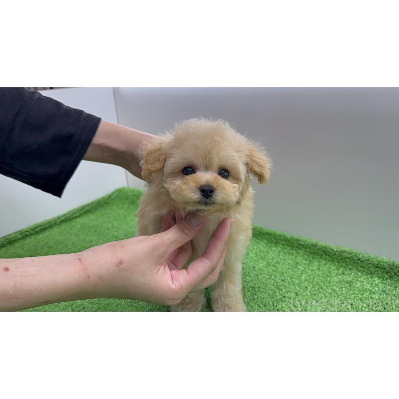 販売中の新潟県のタイニープードル-441293の8枚目