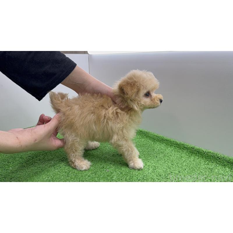 販売中の新潟県のタイニープードル-441293の6枚目