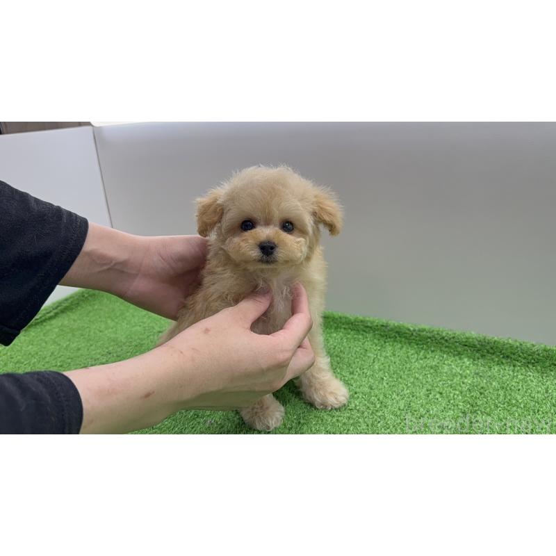 販売中の新潟県のタイニープードル-441293の4枚目