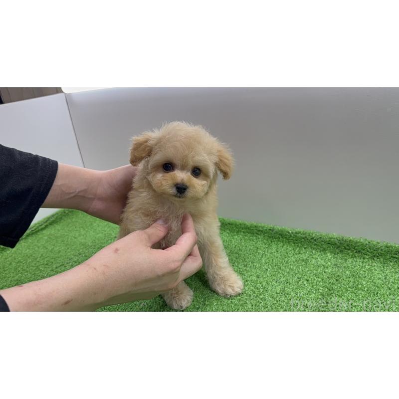 販売中の新潟県のタイニープードル-441293の3枚目