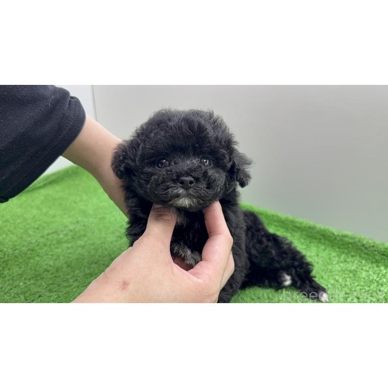 販売中の新潟県のティーカッププードル-441295の7枚目