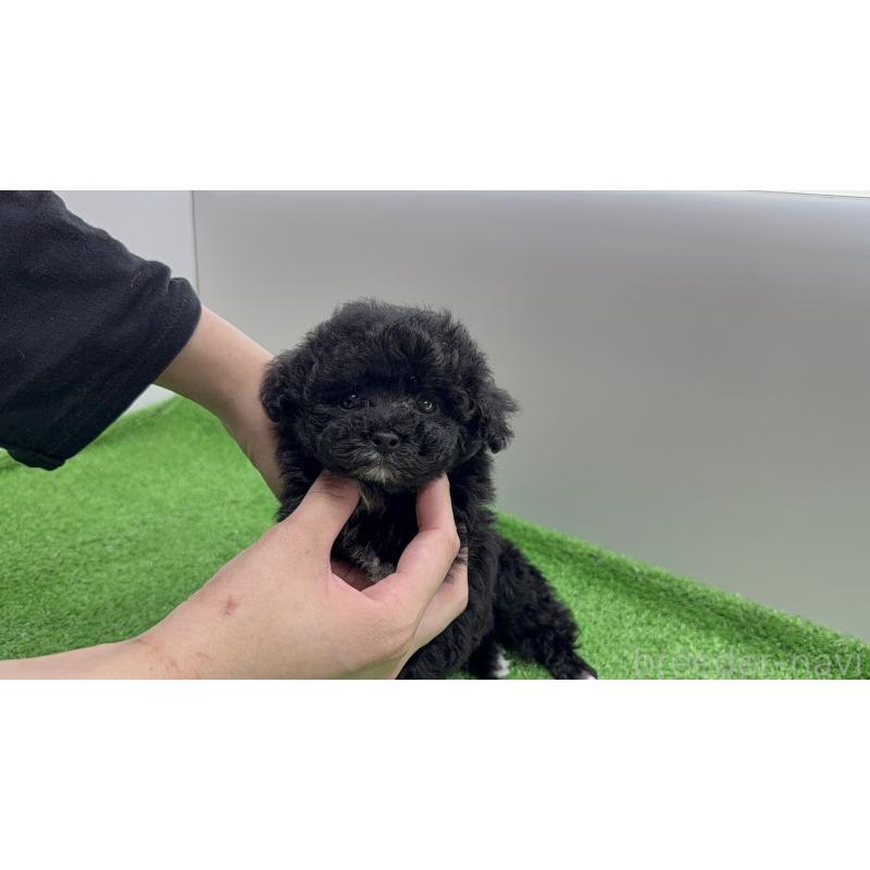 販売中の新潟県のティーカッププードル-441295の6枚目