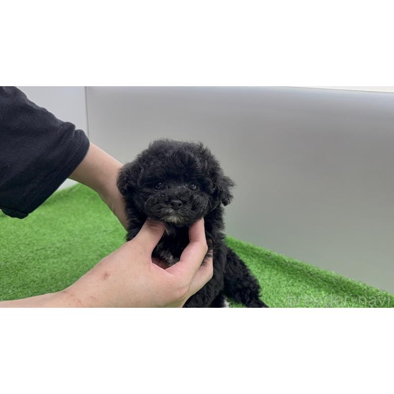 販売中の新潟県のティーカッププードル-441295の5枚目