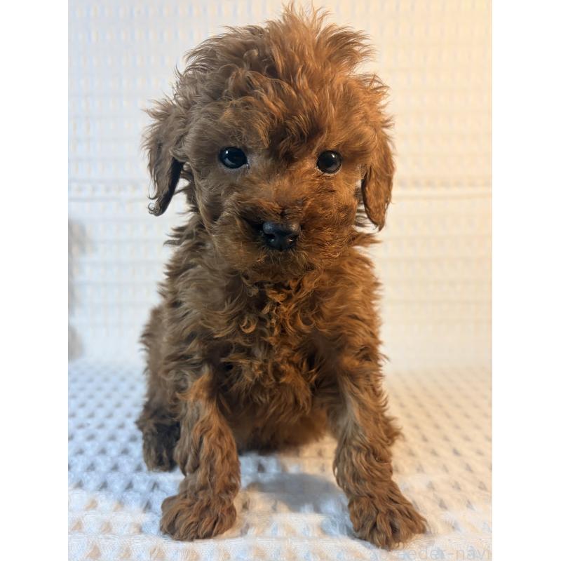 販売中の埼玉県のトイプードル-441084の6枚目