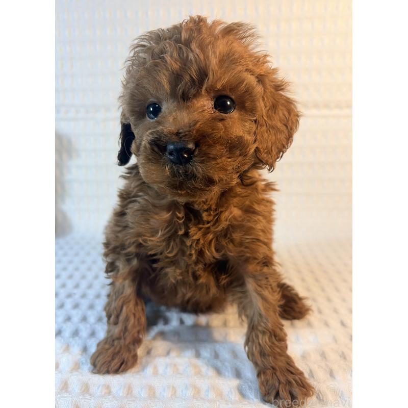 販売中の埼玉県のトイプードル-441084の5枚目