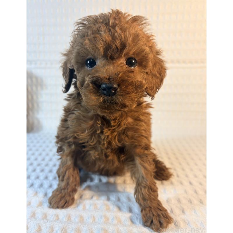 販売中の埼玉県のトイプードル-441084の4枚目