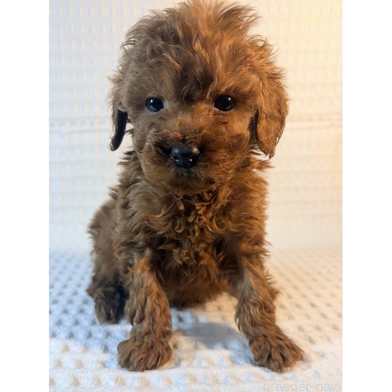 販売中の埼玉県のトイプードル-441084の3枚目