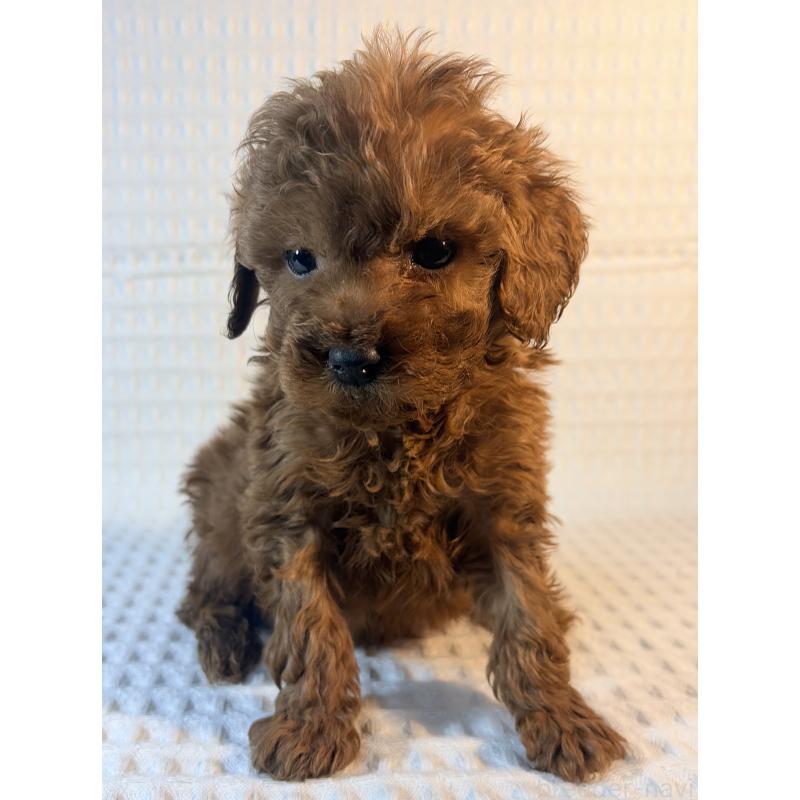 販売中の埼玉県のトイプードル-441084の2枚目