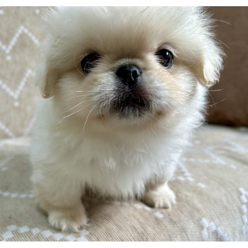 成約済の香川県のペキニーズ-437977の6枚目