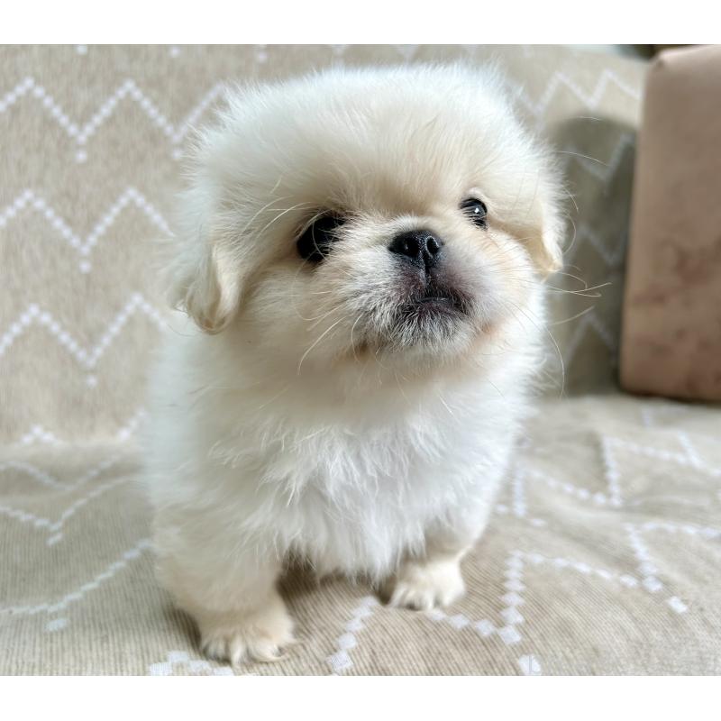 成約済の香川県のペキニーズ-437977の5枚目