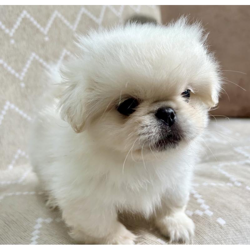 成約済の香川県のペキニーズ-437977の4枚目