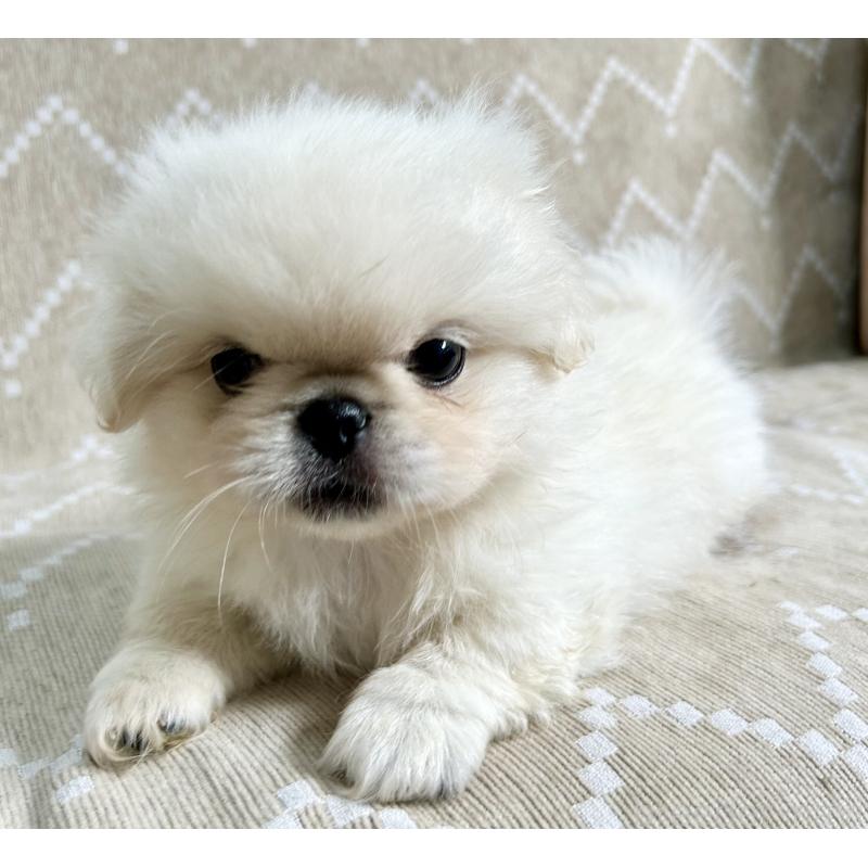 成約済の香川県のペキニーズ-437977の3枚目