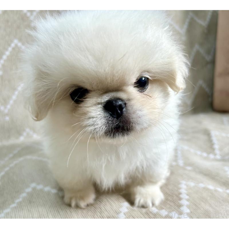 成約済の香川県のペキニーズ-437977の2枚目