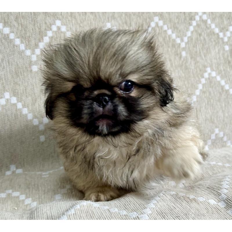 成約済の香川県のペキニーズ-437976の7枚目