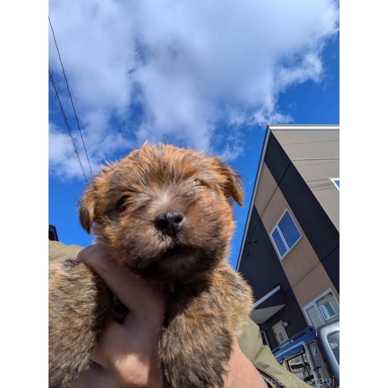 販売中の岩手県のノーフォークテリア-441294の7枚目