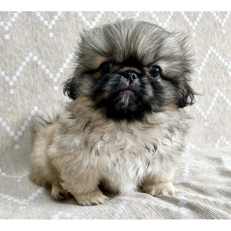 成約済の香川県のペキニーズ-437976の6枚目