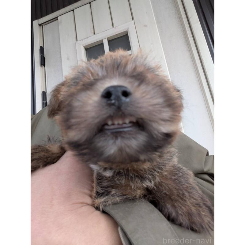 販売中の岩手県のノーフォークテリア-441294の5枚目