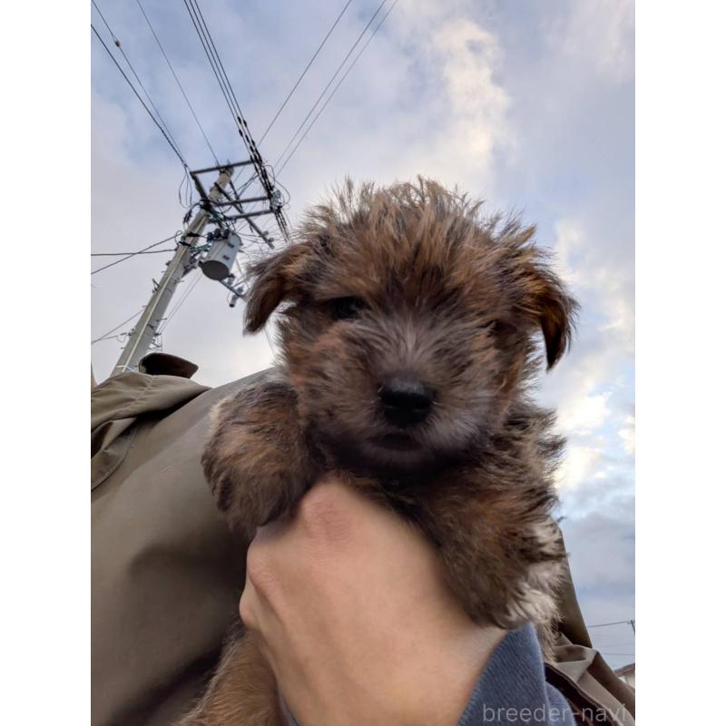 販売中の岩手県のノーフォークテリア-441294の4枚目