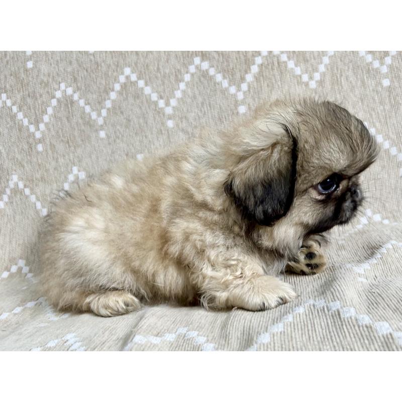 成約済の香川県のペキニーズ-437976の5枚目