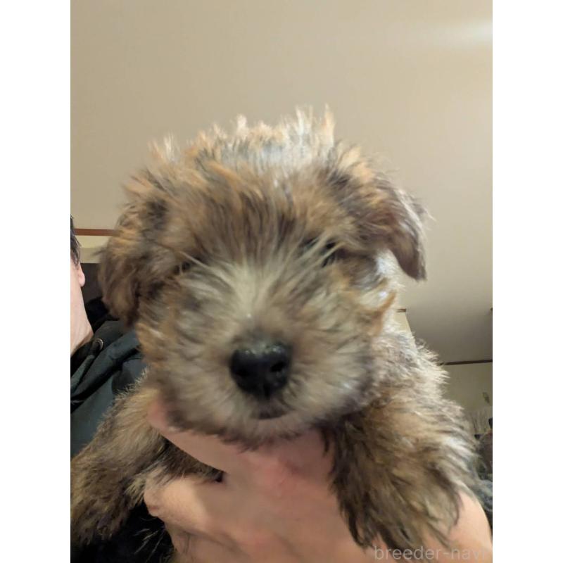 販売中の岩手県のノーフォークテリア-441294の3枚目