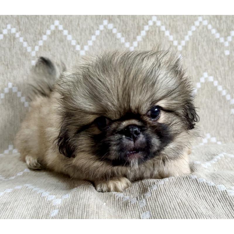 成約済の香川県のペキニーズ-437976の4枚目