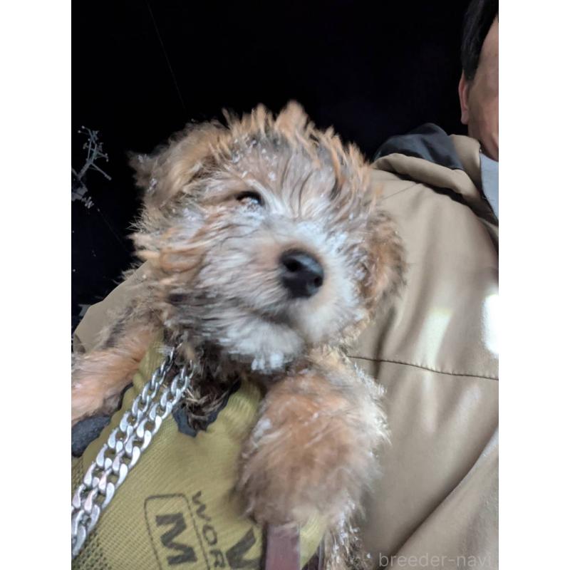 販売中の岩手県のノーフォークテリア-441294の2枚目