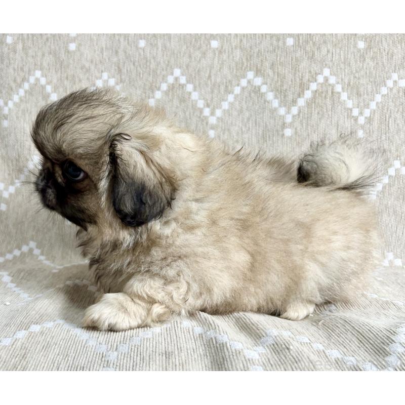 成約済の香川県のペキニーズ-437976の3枚目