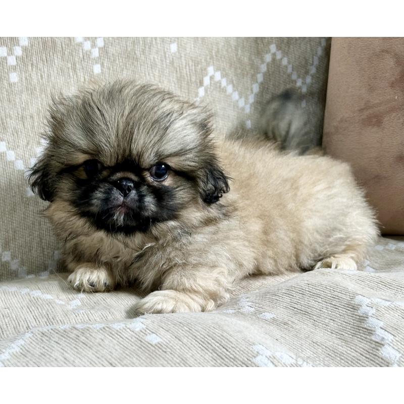 成約済の香川県のペキニーズ-437976の2枚目