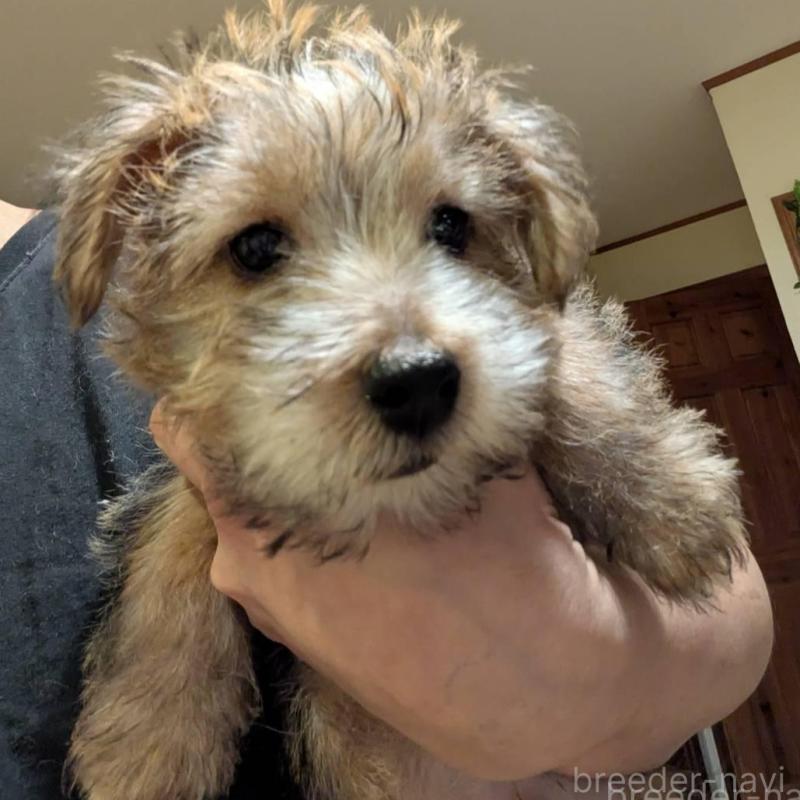 販売中の岩手県のノーフォークテリア-441294