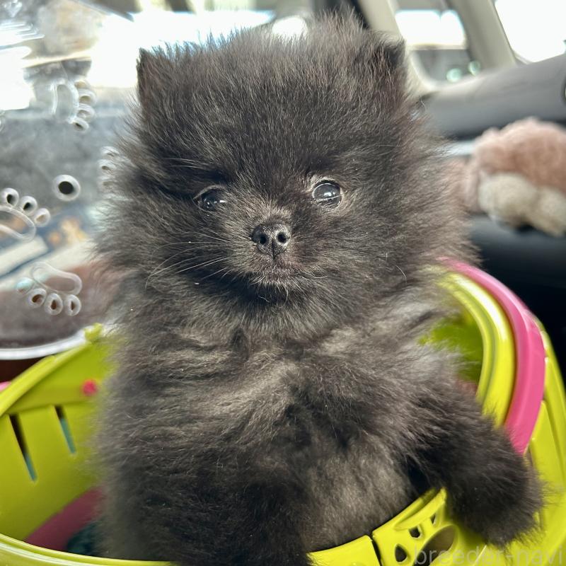 販売中の香川県のポメラニアン-437975の8枚目