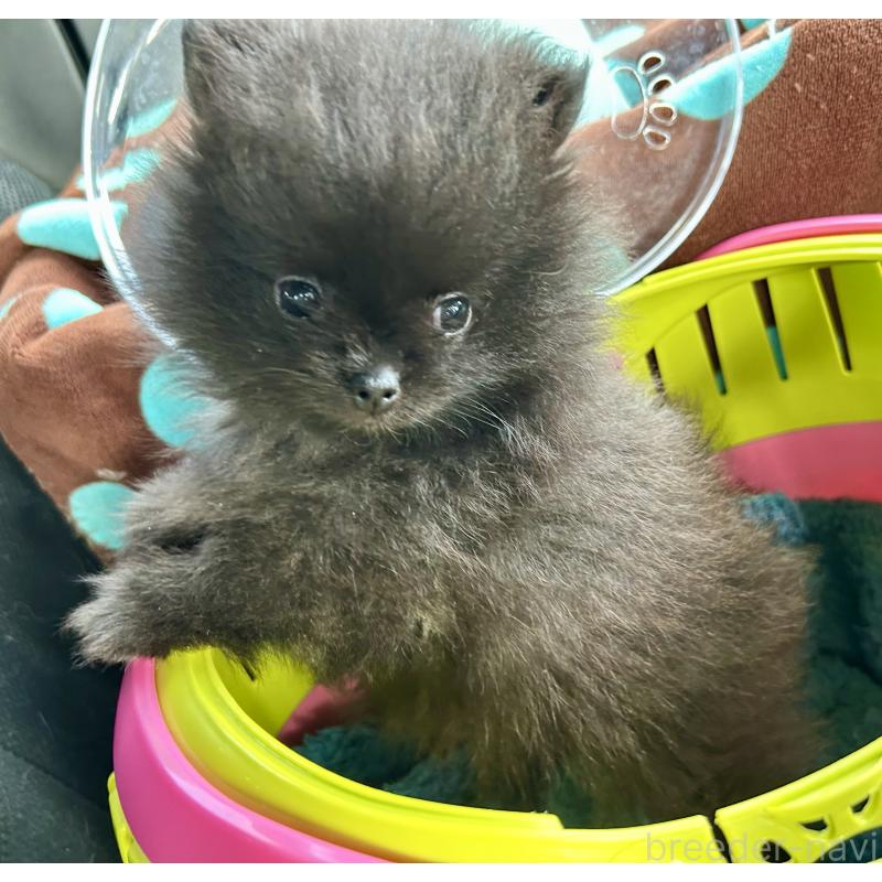 販売中の香川県のポメラニアン-437975の6枚目