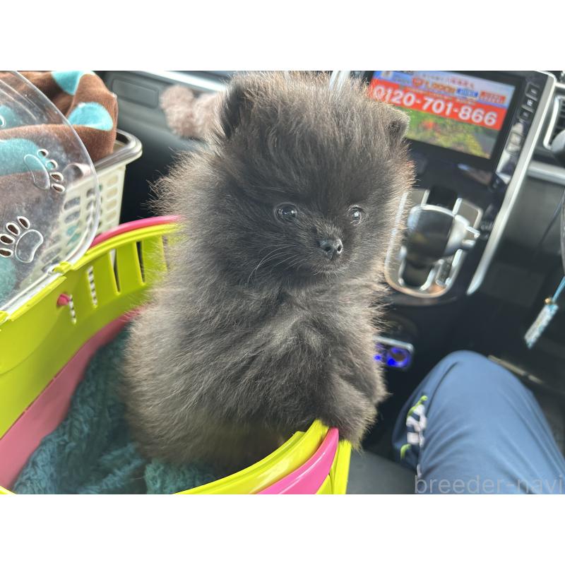 販売中の香川県のポメラニアン-437975の4枚目