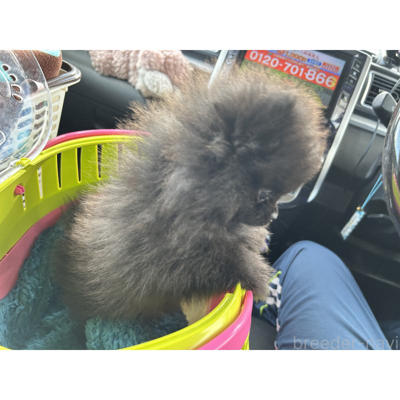 販売中の香川県のポメラニアン-437975の3枚目