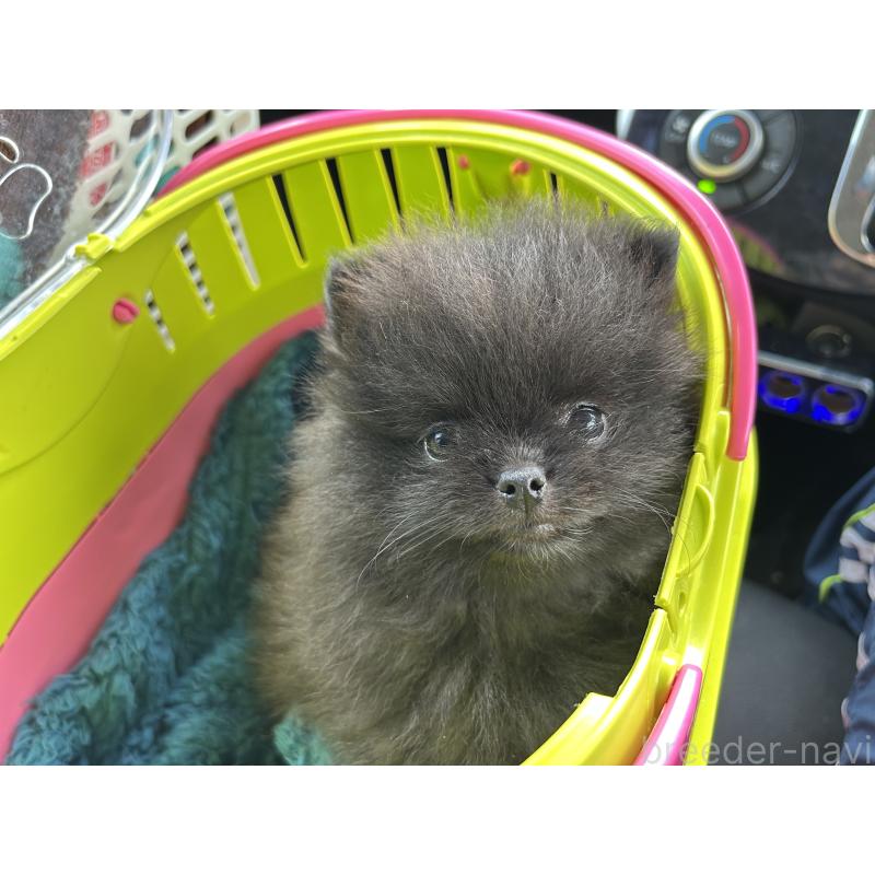 販売中の香川県のポメラニアン-437975の2枚目