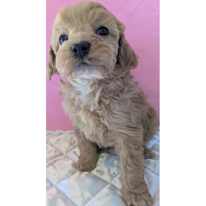 販売中の埼玉県のマルプー:マルチーズ×トイプードル-437652