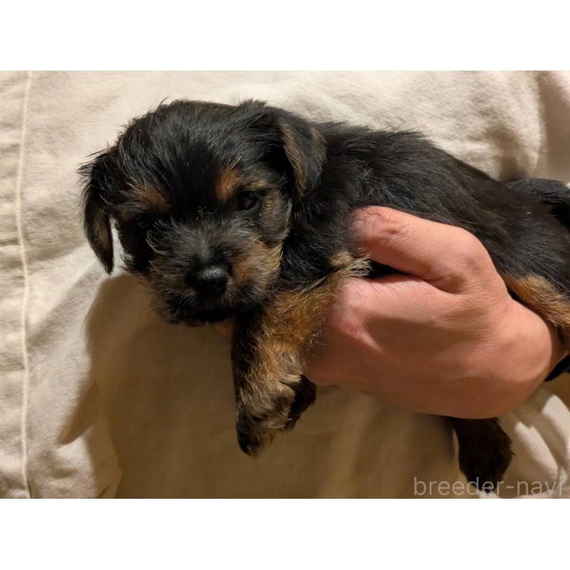 販売中の岩手県のノーフォークテリア-441296の8枚目