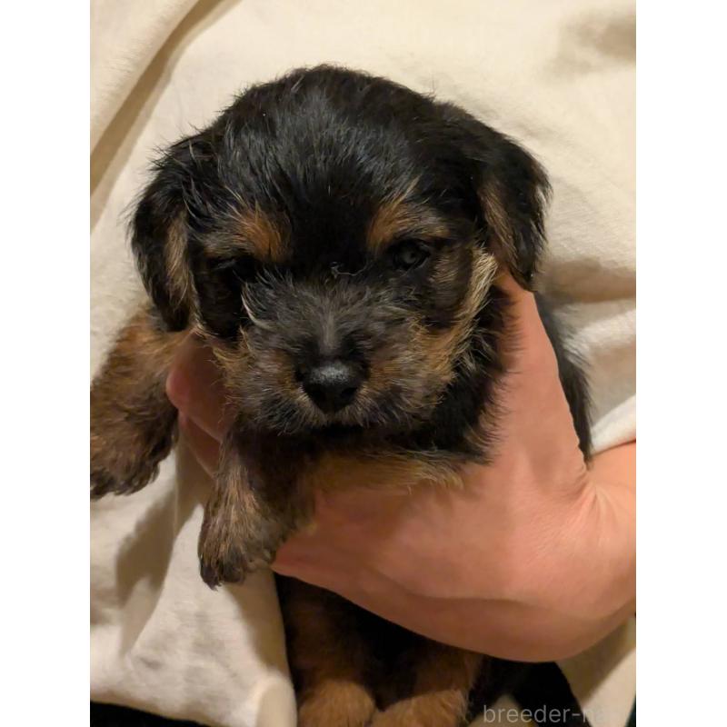 販売中の岩手県のノーフォークテリア-441296の6枚目