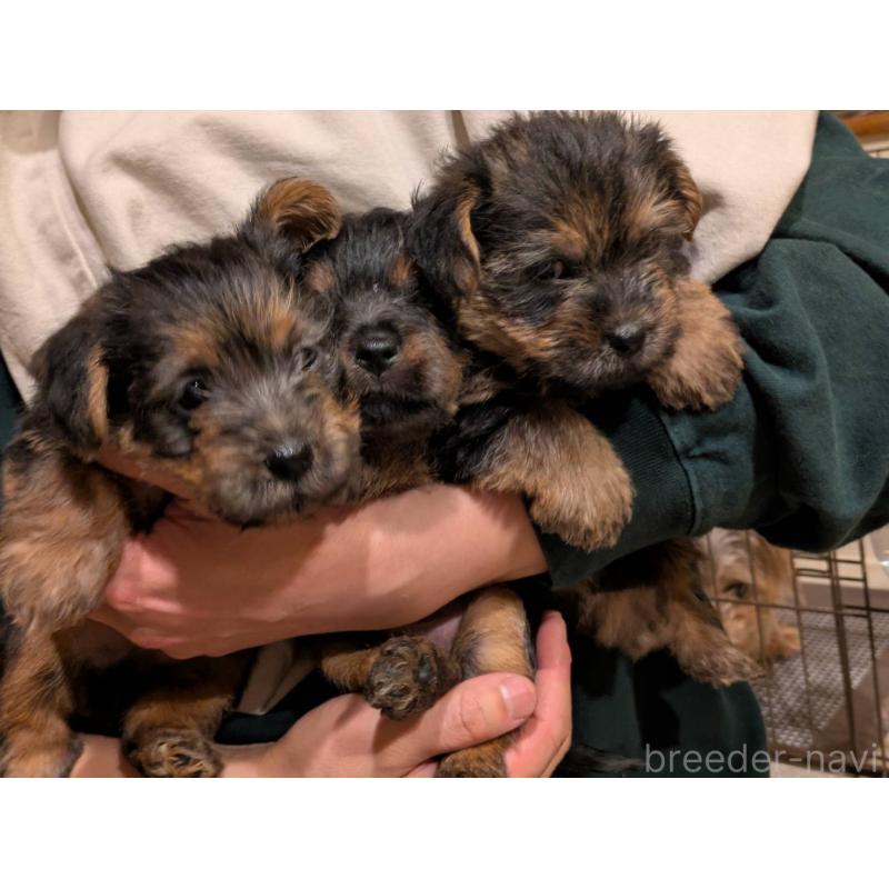 販売中の岩手県のノーフォークテリア-441296の4枚目