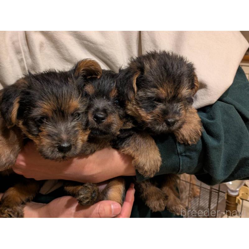 販売中の岩手県のノーフォークテリア-441296の3枚目