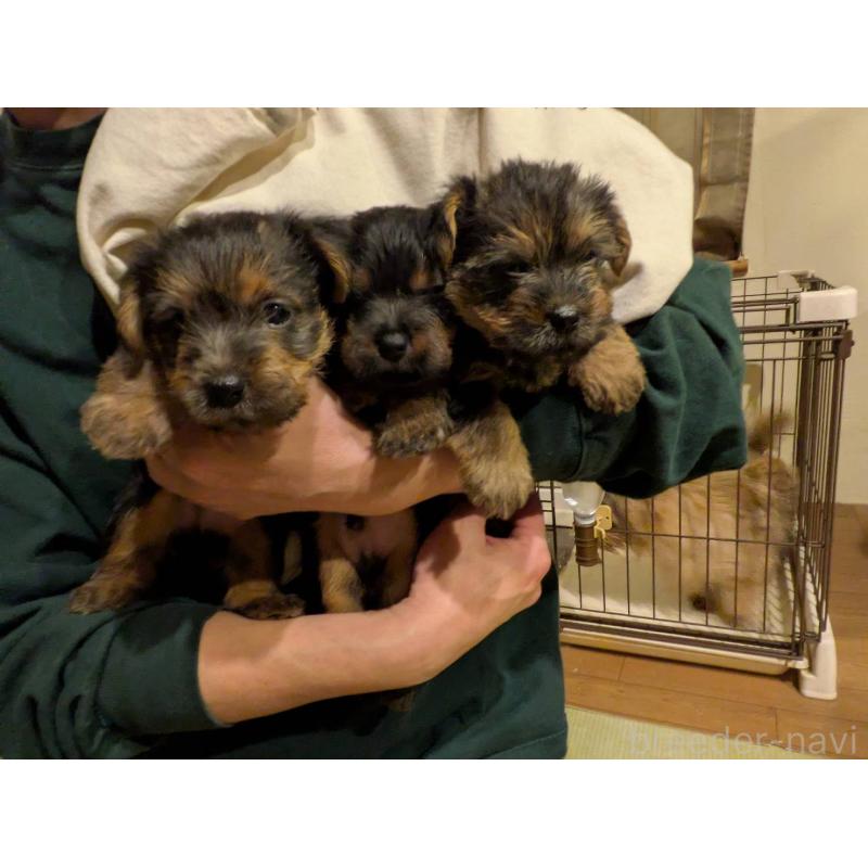 販売中の岩手県のノーフォークテリア-441296の2枚目