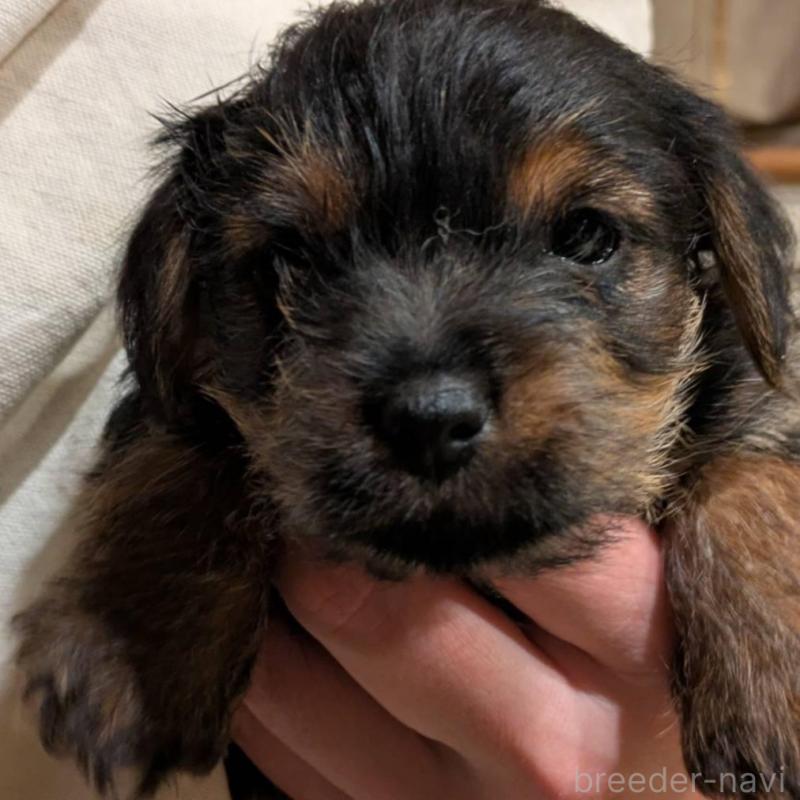 販売中の岩手県のノーフォークテリア-441296