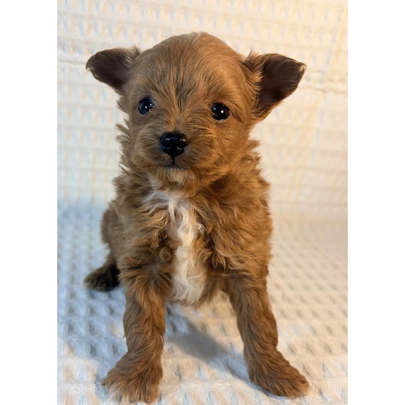 販売中の埼玉県のチワプー:チワワ×トイプードル-441087の7枚目