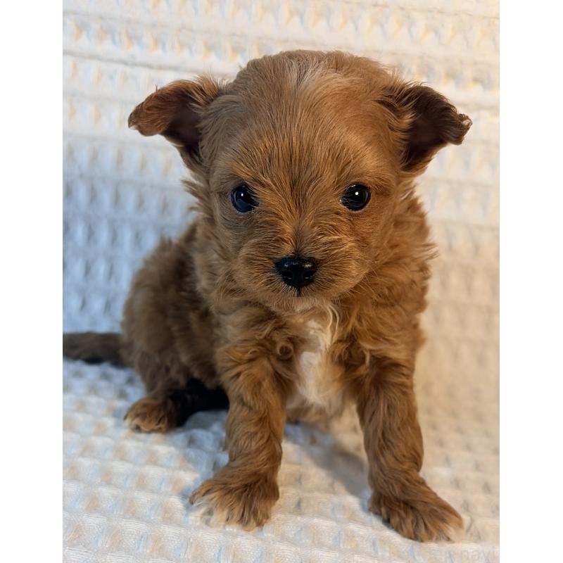 販売中の埼玉県のチワプー:チワワ×トイプードル-441087の6枚目