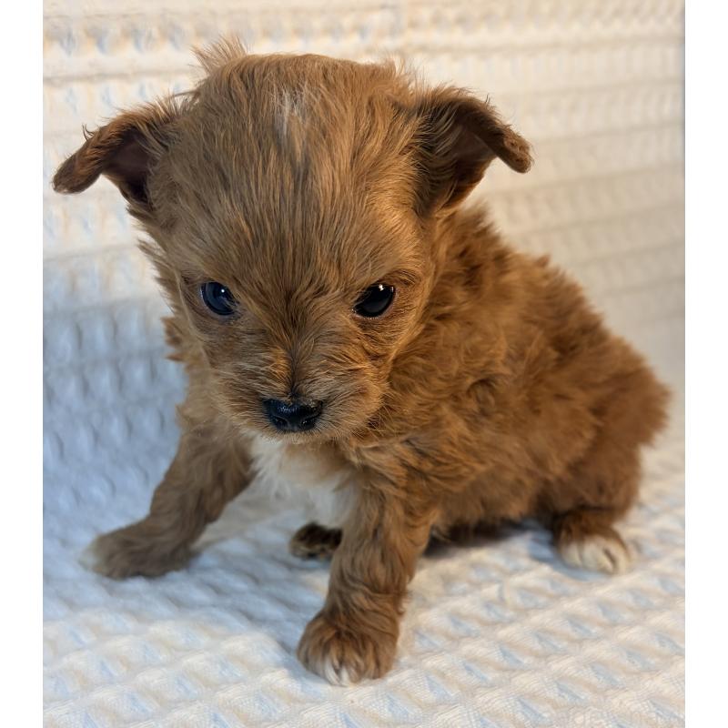 販売中の埼玉県のチワプー:チワワ×トイプードル-441087の5枚目