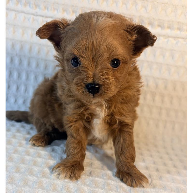 販売中の埼玉県のチワプー:チワワ×トイプードル-441087の4枚目