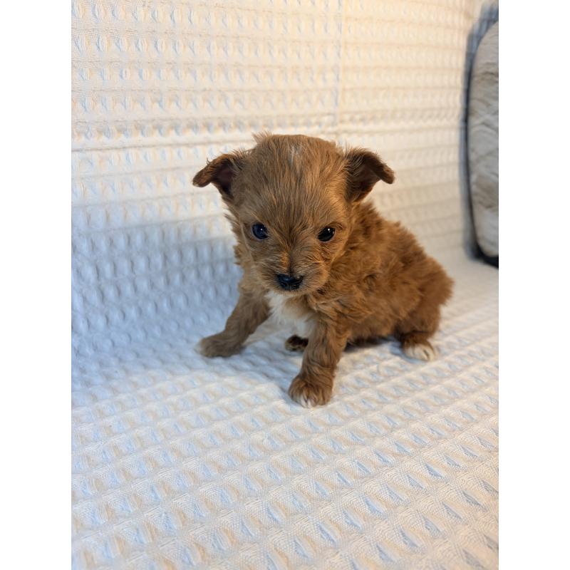 販売中の埼玉県のチワプー:チワワ×トイプードル-441087の2枚目