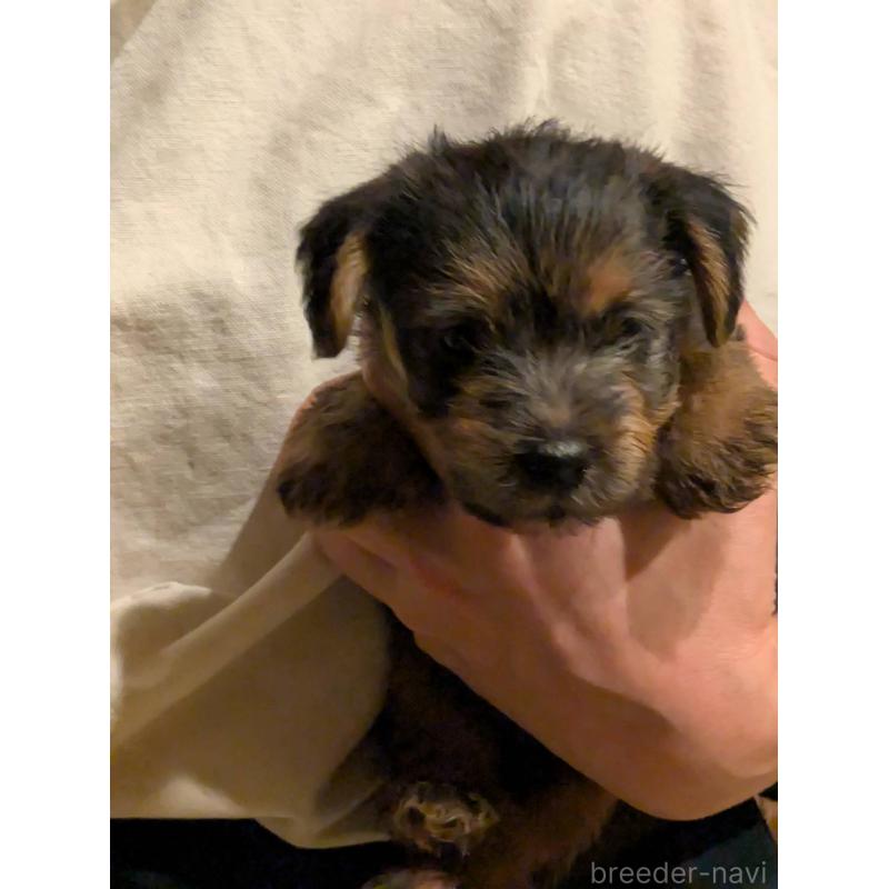 販売中の岩手県のノーフォークテリア-441297の8枚目