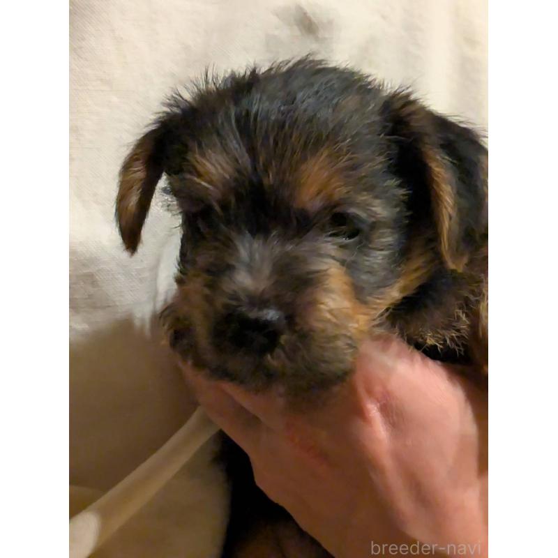 販売中の岩手県のノーフォークテリア-441297の7枚目